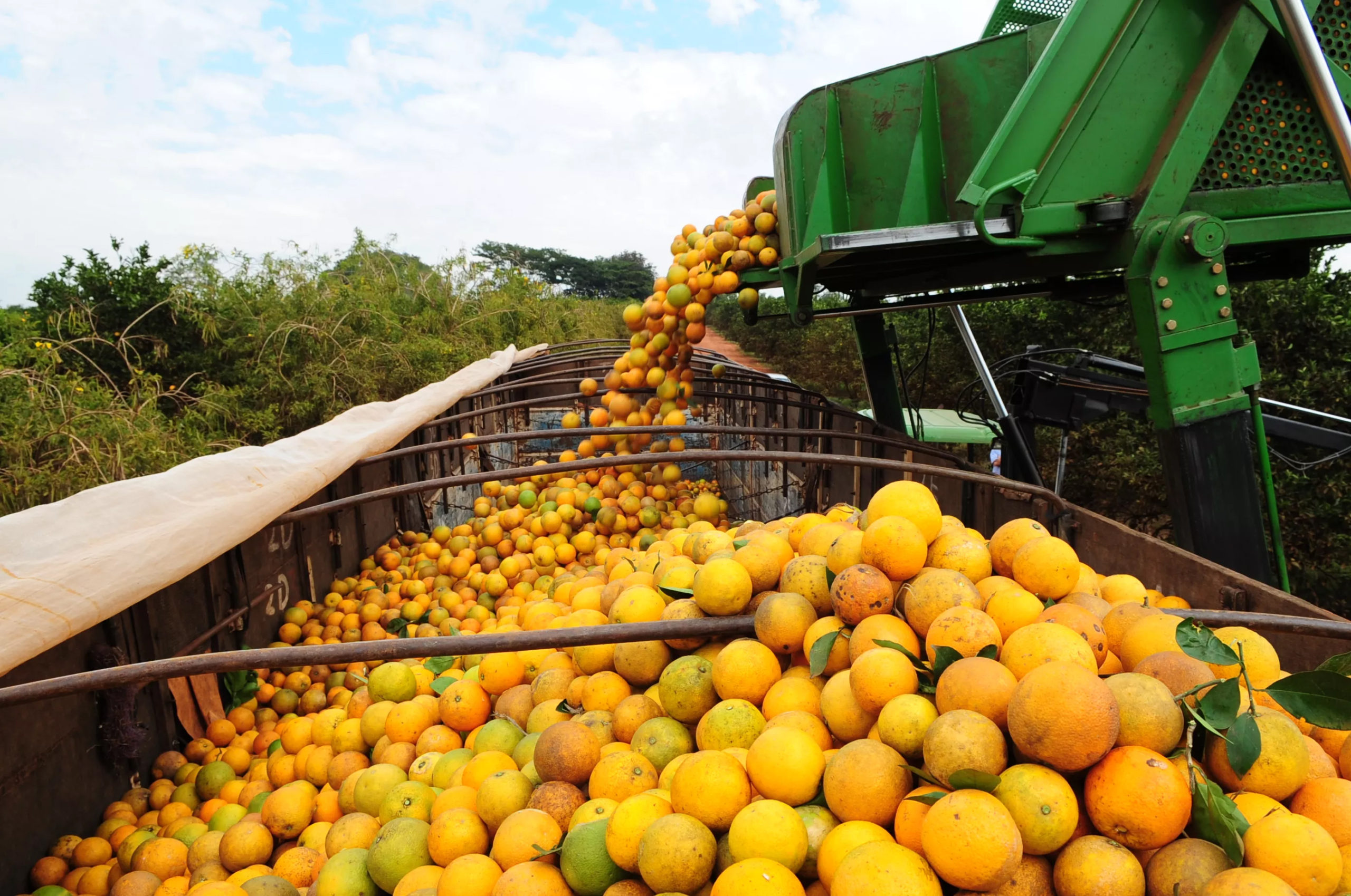 Catadores de laranja recebem benefício durante entressafra em